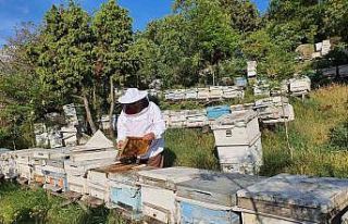Kütahya Orman Bölge Müdürü Dündar, Bal Ormanını...