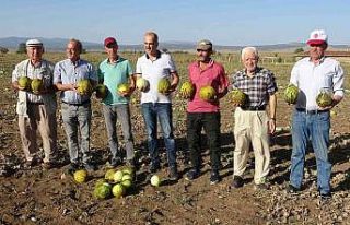 Kütahya’nın meşhur ’Terziler kavunu’ tezgahlardaki...