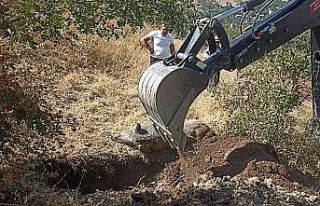 Mahallede bulunan yaban domuzu leşi için belediye...
