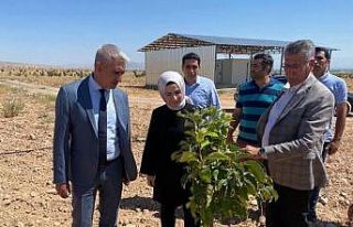 Malatya’da Trabzon hurması üretimine destek