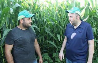 Manyaslı çiftçi ikinci ürün de verim sevinci...