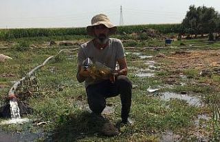 Mardinli balıkçının ağına takılan balık görenleri...