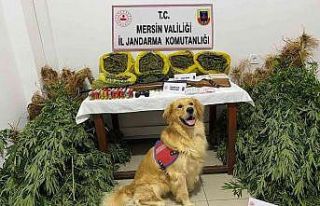 Mersin’de evlerinin bahçesinde uyuşturucu yetiştiren...