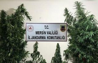 Mersin’de yasa dışı kenevir eken 3 şüpheli...