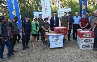 Muğla’da 75 adet kınalı keklik doğa ile buluştu