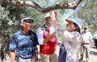 Muğla’da iyi tarım uygulamaları çalışmaları...