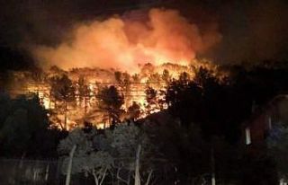 Muğla’nın Ula ilçesinde orman yangını