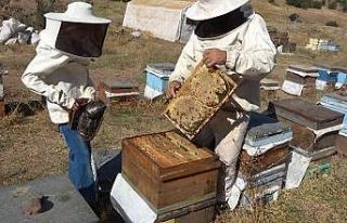 Muş’ta 630 ton bal hasadı bekleniyor