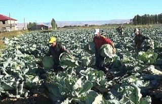 Muş’ta lahana hasadına başlandı