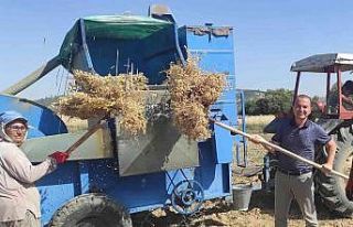 Mut’ta nohut hasadı başladı