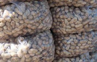 Mut’ta yer fıstığında 800 ton rekolte bekleniyor