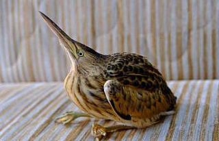 Nesli tükenme tehlikesi altında, hastane bahçesinde...