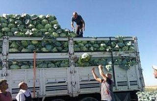 Niğde’de 130 bin ton lahana rekoltesi bekleniyor