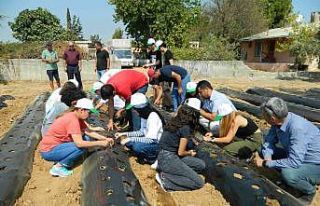 Öğrenciler okulun bahçesine çilek fidesi dikti