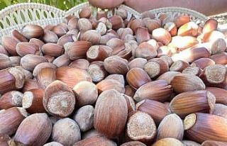 Okulu bırakıp, Mardin’de fındık üretmeye başladı