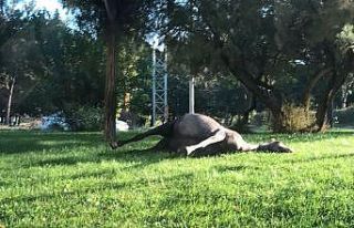 Ölen atın leşini parkta bıraktılar