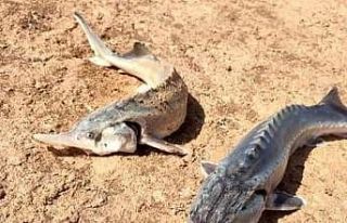 Oltaya takılan Sibirya Mersin Balığı büyüklüğü...