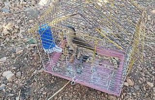 Ölü taklidi yapan yaralı ‘balaban’ köylüler...