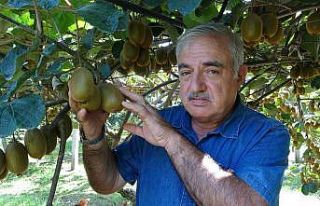 Ordu’da kivi üretimi yaygınlaşıyor