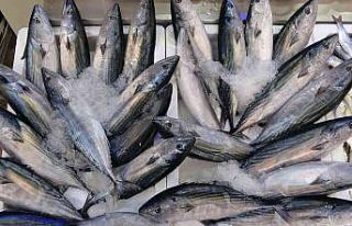 Ordu’da palamut fiyatları düştü: Kiloluk palamutlar...