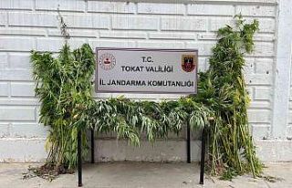 Ormanı uyuşturucu tarlasına çevirdi