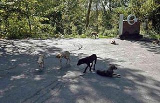 Ormanlık alana bırakılan köpekler açlıktan ölmek...