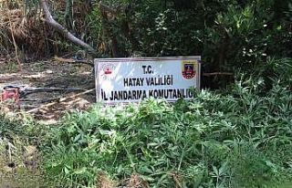 Ormanlık alanda 322 kök kenevir bitkisi ele geçirildi.