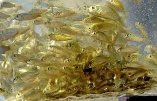 Osmaniye’de Mehmetli Barajı’na yavru sazan balıkları...