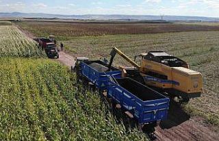 (ÖZEL) 250 bin dekarlık tohumluk ayçiçeğin hasadına...