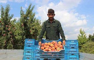 (ÖZEL) Bilecik bu yıl 36 bin ton şeftali ihraç...