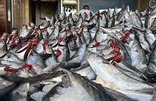 Özsandıkçı: "Palamut bu yıl kasapları ve...