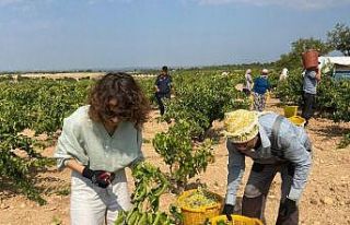 Paraşütçü kaymakam şalvar giyip üzüm topladı