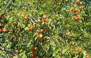 Posof doğal bahçe haline döndü