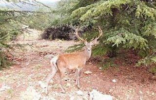 Restoran şefinin geyikle muhabbeti güldürdü