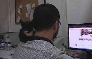 Sahibinin omzunda uyuklayan uykucu kedi