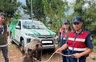 Sahipsiz eşek Emekli Hayvanlar Çiftliği’ne yerleştirildi
