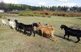 Sahte paralarla 7 keçi satın almışlar