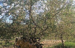 Salihli’de badem hasadı başladı