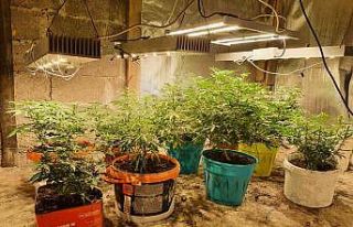 Samsun’da uyuşturucu operasyonu: Baba-oğul gözaltında