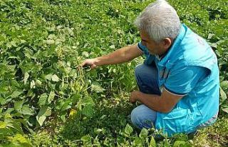 Şaphane’de “Nadasa elveda” projesi