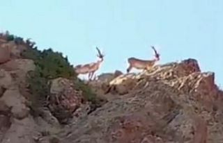 Saray’da yaban keçileri görüntülendi