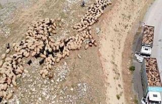 Siirt’te hayvan bakıcılarına ve sürücülere...