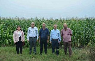 Silajlık mısır hasadı devam ediyor