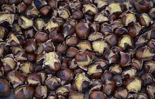 Sinop kestanesi tezgahlarda