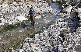 Sinop’ta kırmızı benekli alabalık popülasyonu...