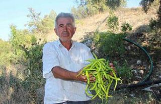 Sivri ve kıl biber üreticisi bu sene fiyatlardan...