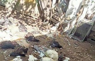 Sokak köpekleri bu kez kümese dadandı