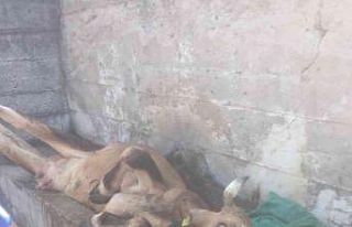 Su oluğuna sıkışan ineği köylüler kurtardı