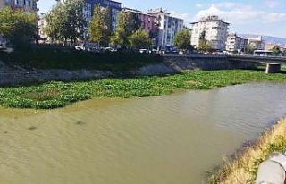 Su sümbülleri temizleniyor