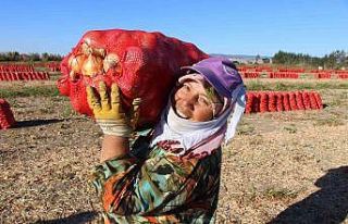 Suluova soğanına coğrafi işaret tescili